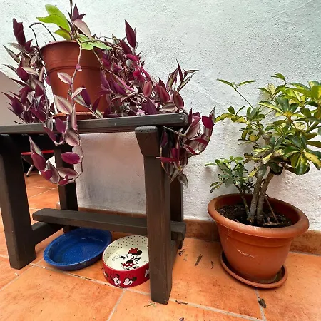 Casa Chayofita *